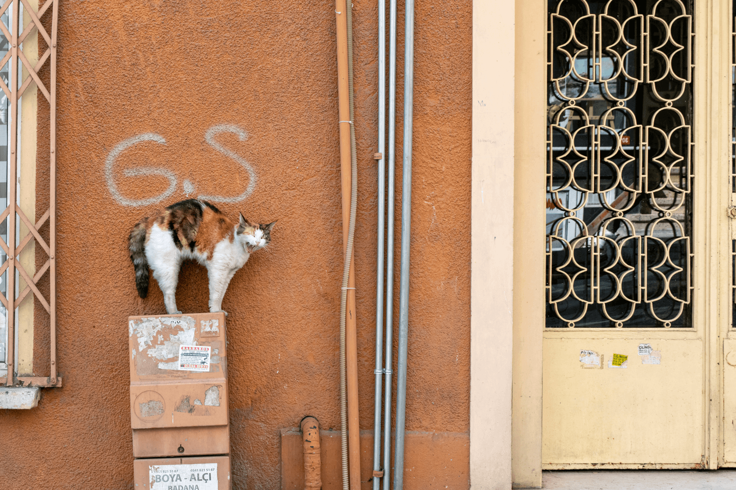 Cats of Istanbul